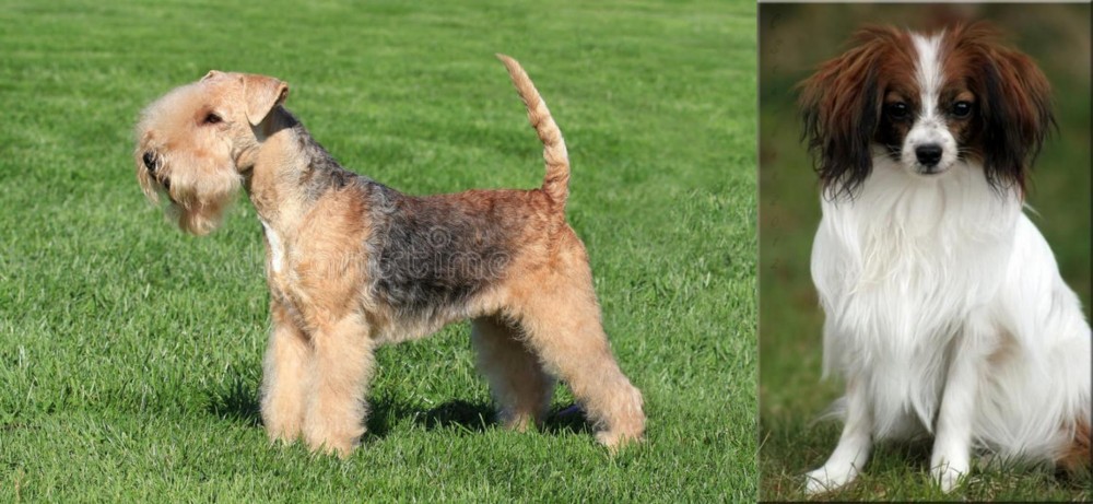 Phalene vs Lakeland Terrier - Breed Comparison