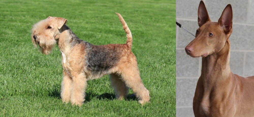 Pharaoh Hound vs Lakeland Terrier - Breed Comparison