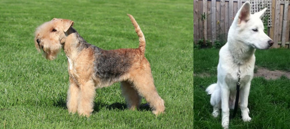 Phung San vs Lakeland Terrier - Breed Comparison
