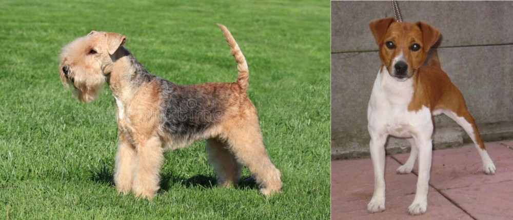 Plummer Terrier vs Lakeland Terrier - Breed Comparison