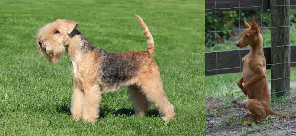 Podenco Andaluz vs Lakeland Terrier - Breed Comparison