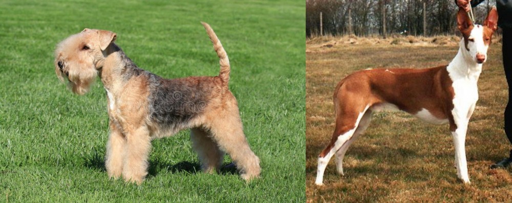 Podenco Canario vs Lakeland Terrier - Breed Comparison