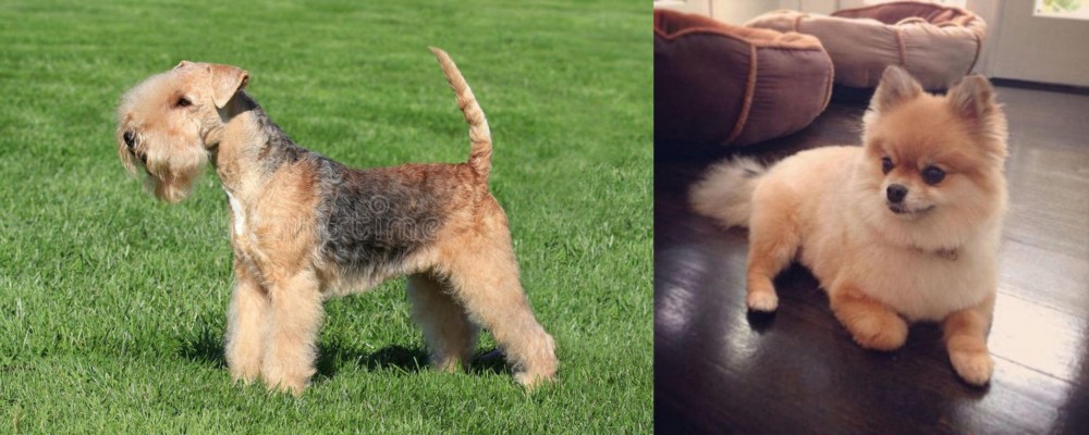 Pomeranian vs Lakeland Terrier - Breed Comparison