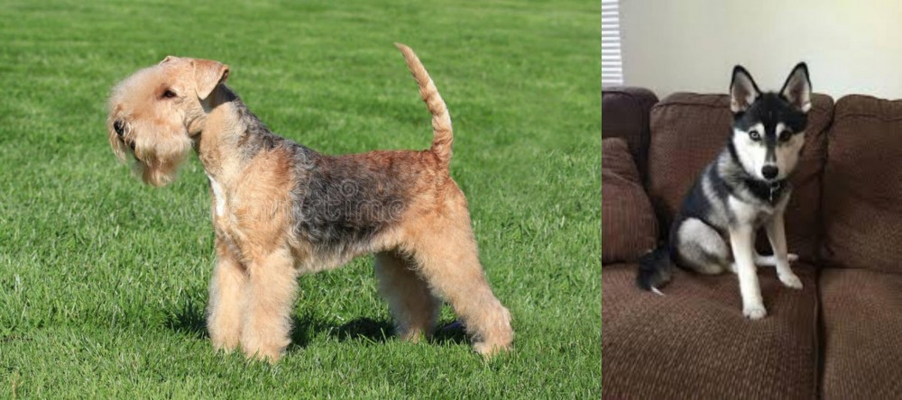 Pomsky vs Lakeland Terrier - Breed Comparison