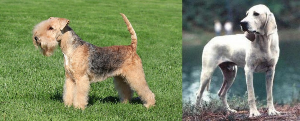 Porcelaine vs Lakeland Terrier - Breed Comparison