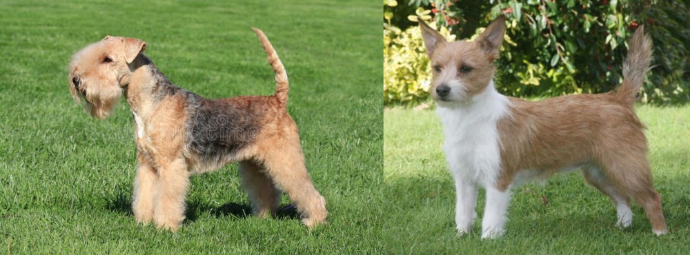 Portuguese Podengo vs Lakeland Terrier - Breed Comparison