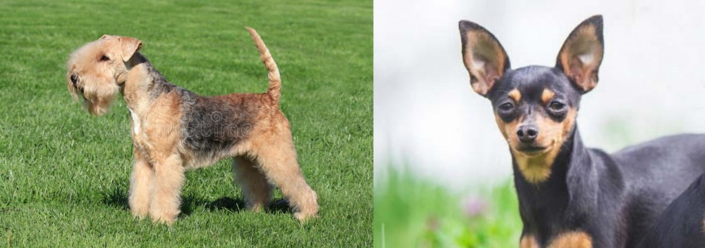 Prazsky Krysarik vs Lakeland Terrier - Breed Comparison