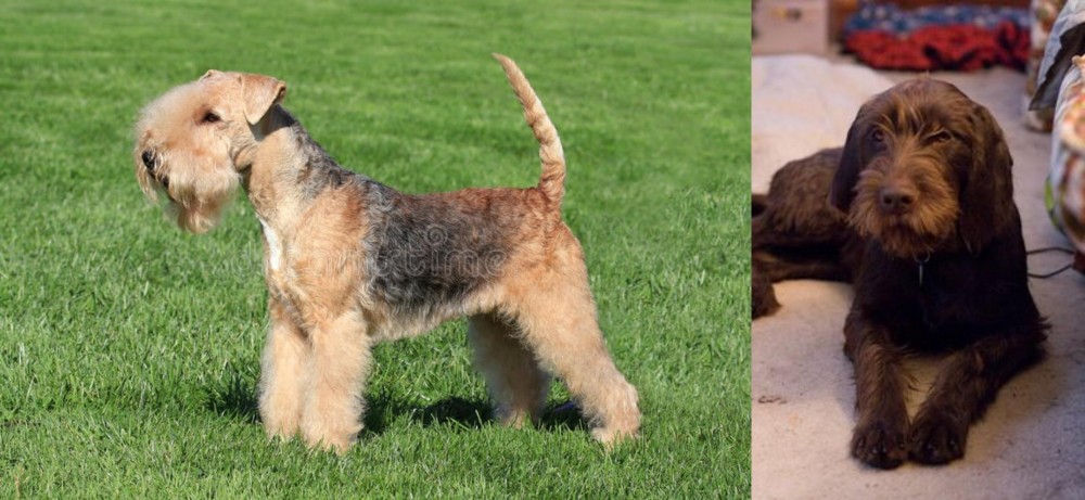 Pudelpointer vs Lakeland Terrier - Breed Comparison
