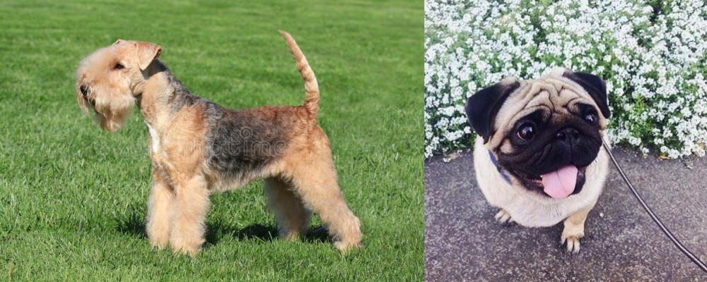 Pug vs Lakeland Terrier - Breed Comparison