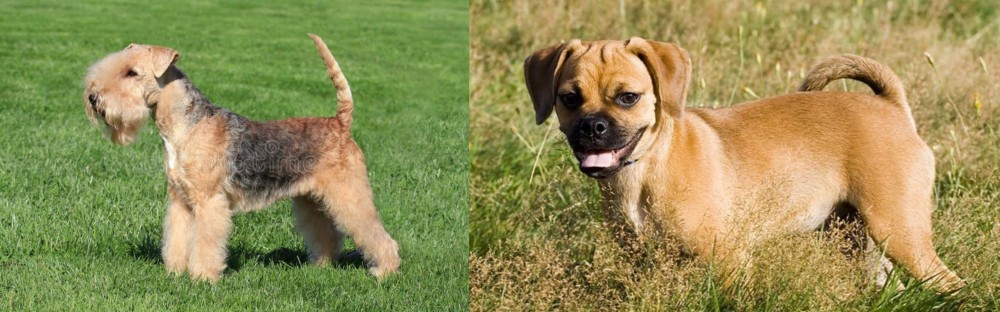 Puggle vs Lakeland Terrier - Breed Comparison