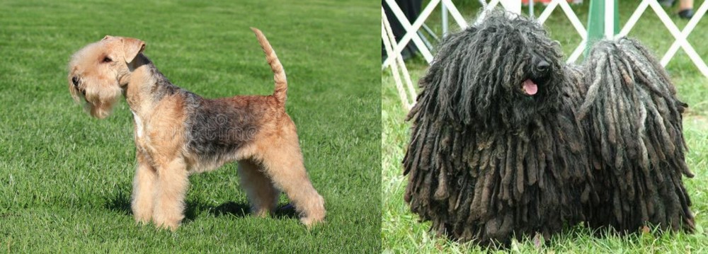 Puli vs Lakeland Terrier - Breed Comparison