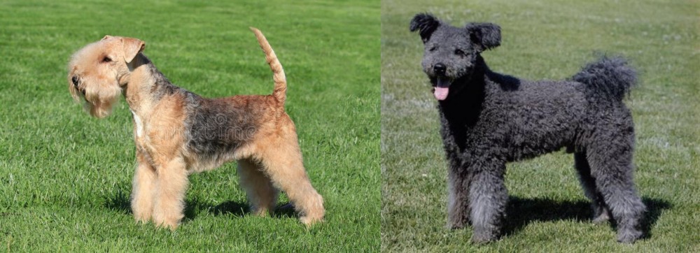Pumi vs Lakeland Terrier - Breed Comparison