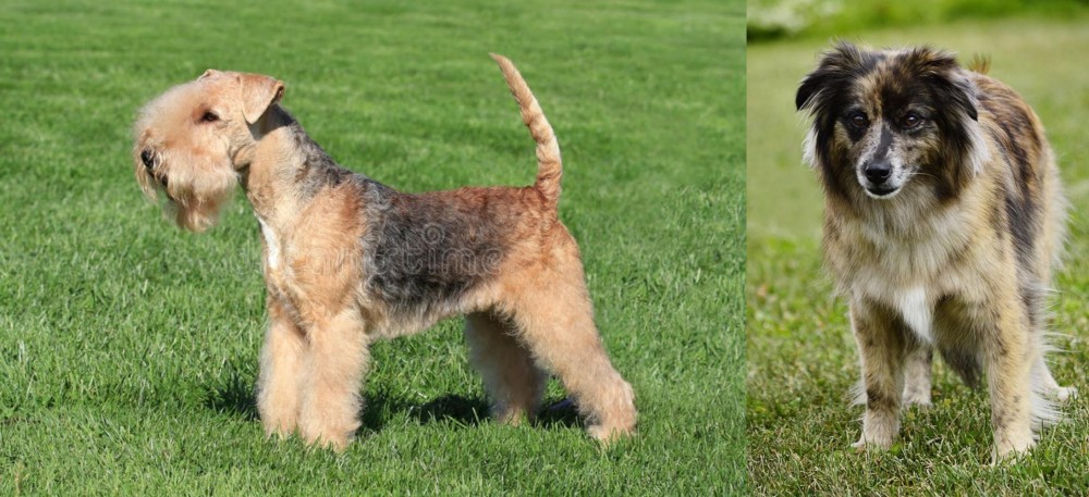 Pyrenean Shepherd vs Lakeland Terrier - Breed Comparison