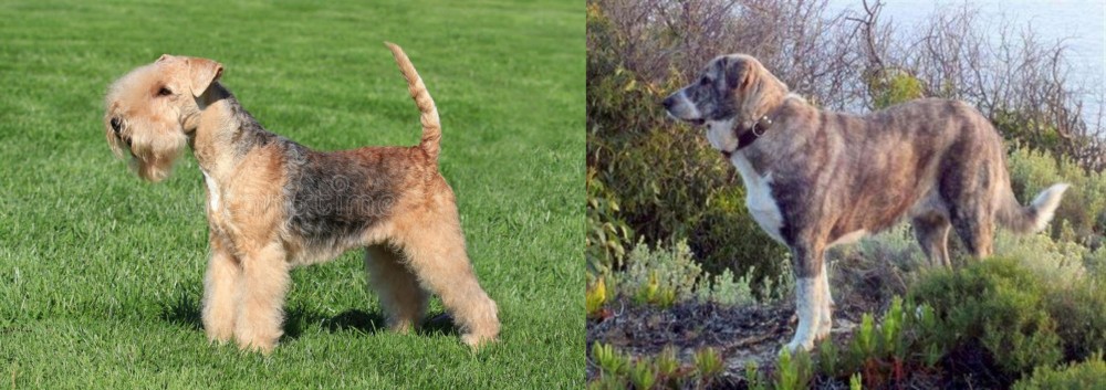 Rafeiro do Alentejo vs Lakeland Terrier - Breed Comparison