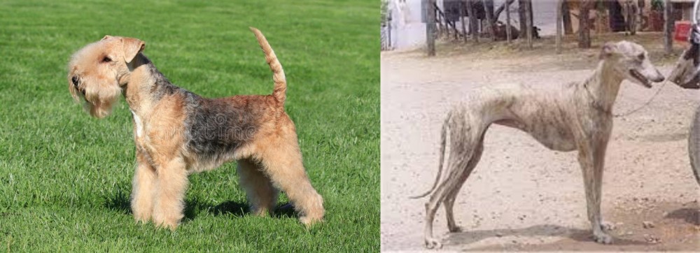 Rampur Greyhound vs Lakeland Terrier - Breed Comparison