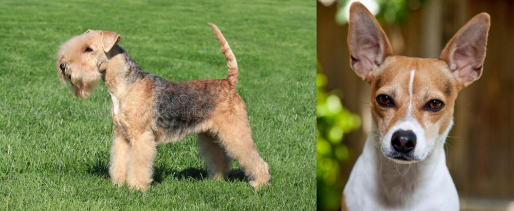 Rat Terrier vs Lakeland Terrier - Breed Comparison