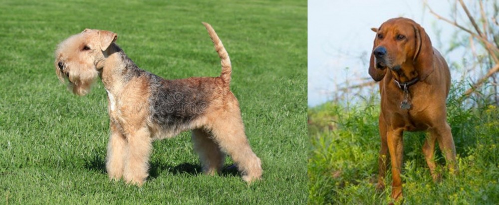Redbone Coonhound vs Lakeland Terrier - Breed Comparison