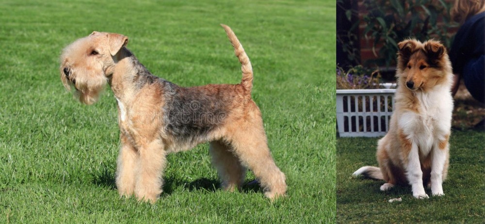 Rough Collie vs Lakeland Terrier - Breed Comparison