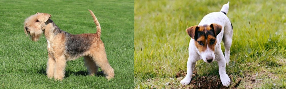 Russell Terrier vs Lakeland Terrier - Breed Comparison
