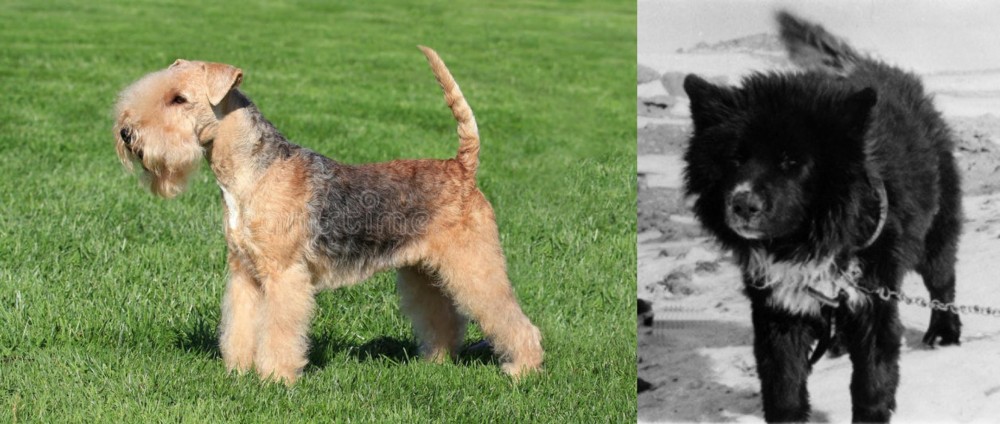 Sakhalin Husky vs Lakeland Terrier - Breed Comparison