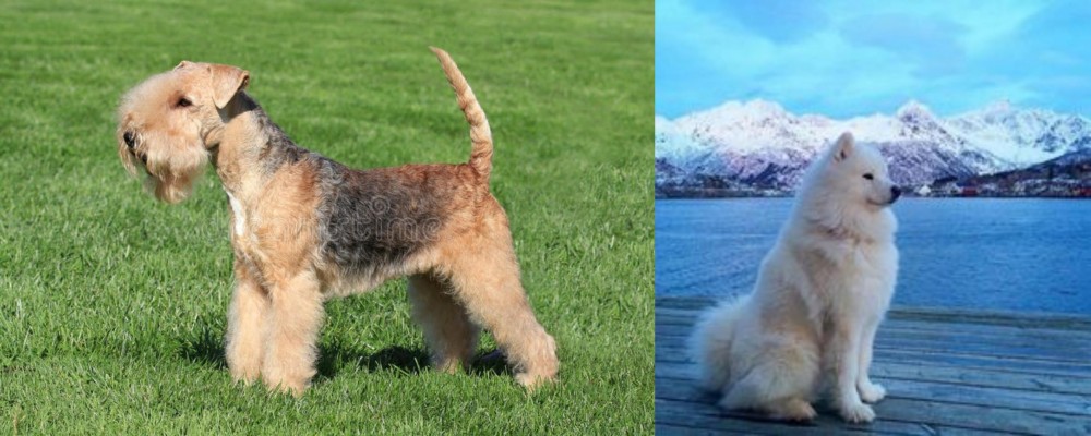 Samoyed vs Lakeland Terrier - Breed Comparison