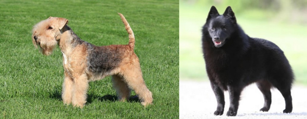Schipperke vs Lakeland Terrier - Breed Comparison