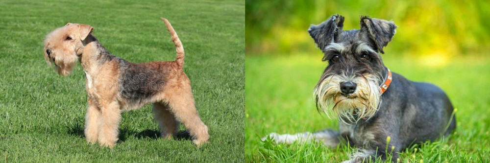 Schnauzer vs Lakeland Terrier - Breed Comparison