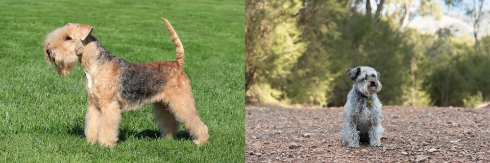Schnoodle vs Lakeland Terrier - Breed Comparison