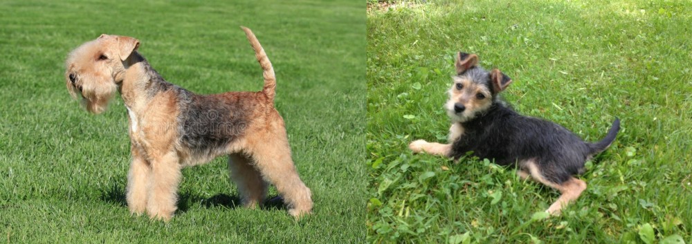Schnorkie vs Lakeland Terrier - Breed Comparison