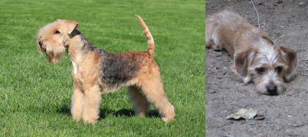 Schweenie vs Lakeland Terrier - Breed Comparison