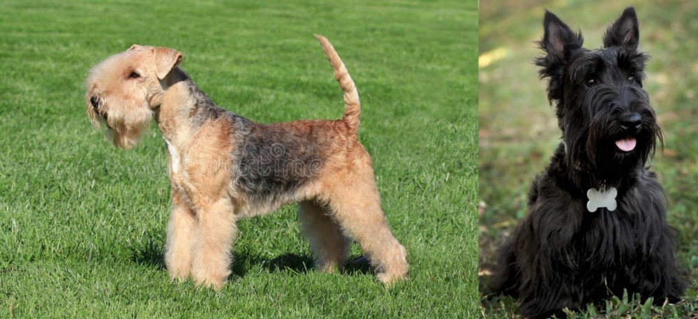 Scoland Terrier vs Lakeland Terrier - Breed Comparison