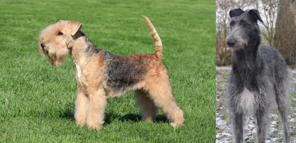 Scottish Deerhound vs Lakeland Terrier - Breed Comparison