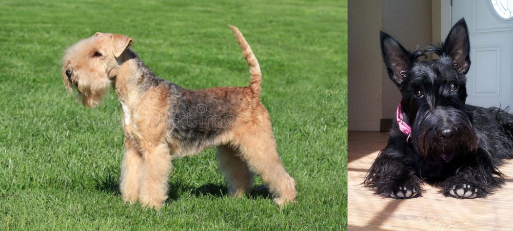 Scottish Terrier vs Lakeland Terrier - Breed Comparison