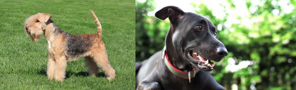 Shepard Labrador vs Lakeland Terrier - Breed Comparison