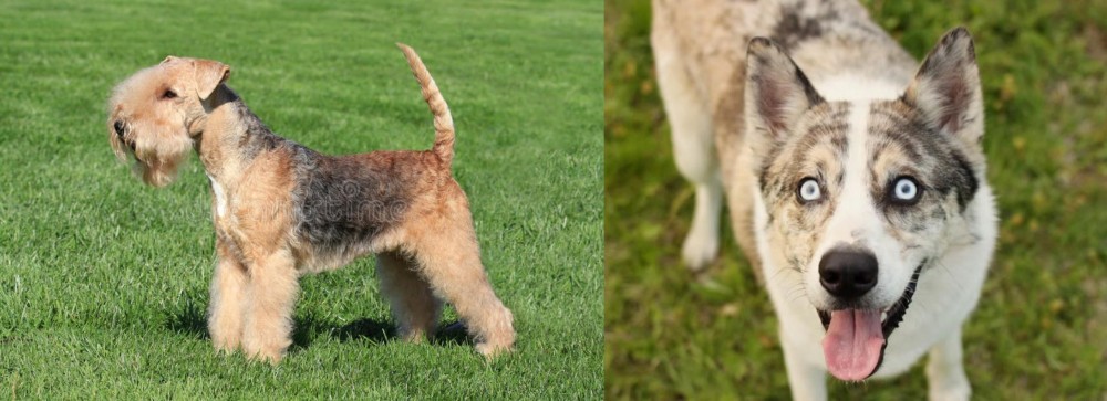 Shepherd Husky vs Lakeland Terrier - Breed Comparison