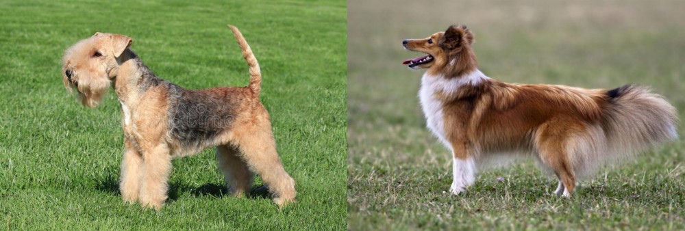 Shetland Sheepdog vs Lakeland Terrier - Breed Comparison