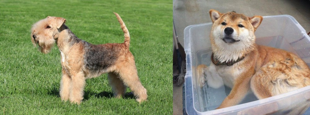 Shiba Inu vs Lakeland Terrier - Breed Comparison