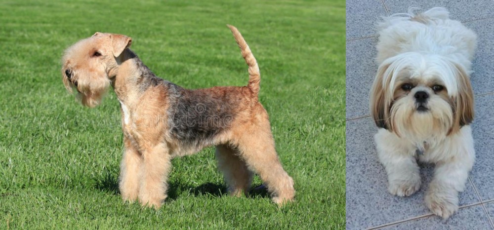 Shih Tzu vs Lakeland Terrier - Breed Comparison