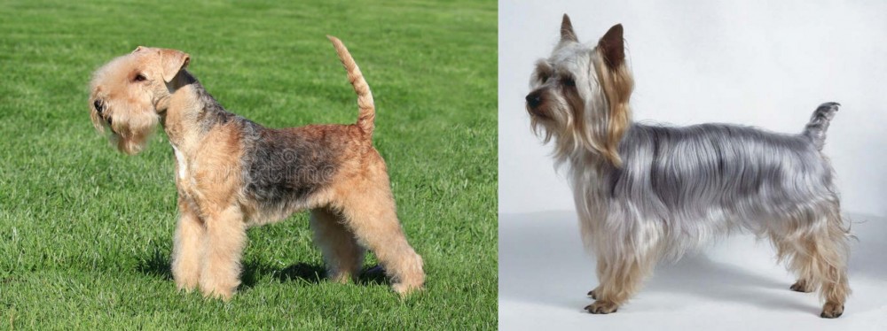 Silky Terrier vs Lakeland Terrier - Breed Comparison