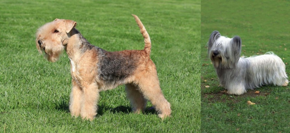 Skye Terrier vs Lakeland Terrier - Breed Comparison