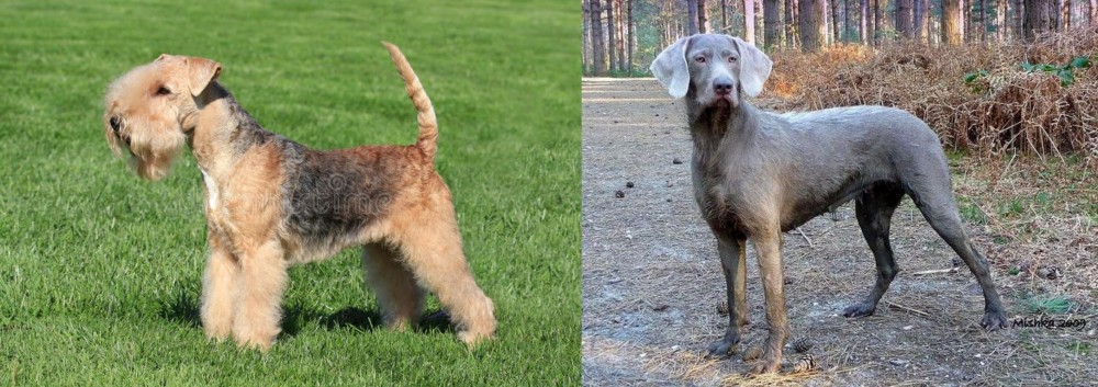 Slovensky Hrubosrsty Stavac vs Lakeland Terrier - Breed Comparison