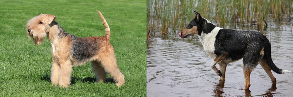 Smooth Collie vs Lakeland Terrier - Breed Comparison