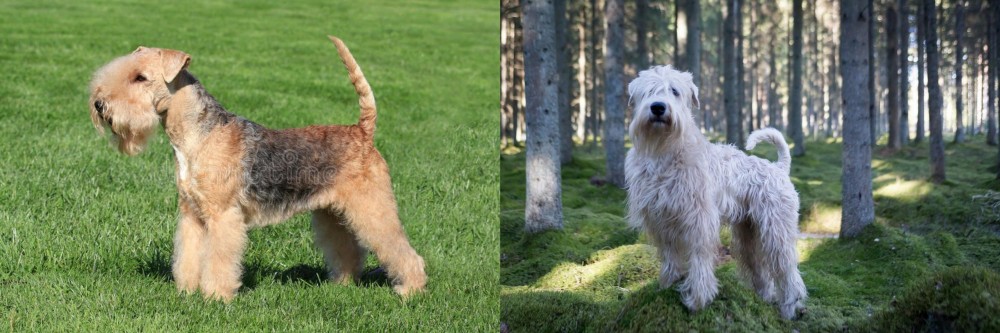 Soft-Coated Wheaten Terrier vs Lakeland Terrier - Breed Comparison