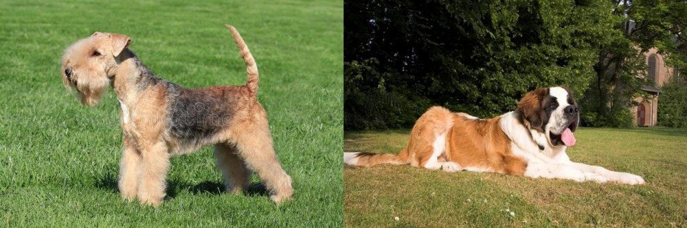 St. Bernard vs Lakeland Terrier - Breed Comparison
