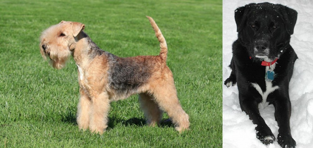 St. John's Water Dog vs Lakeland Terrier - Breed Comparison