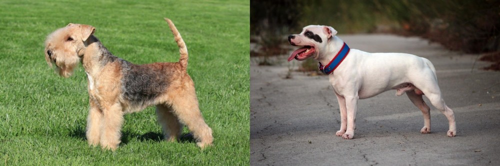 Staffordshire Bull Terrier vs Lakeland Terrier - Breed Comparison