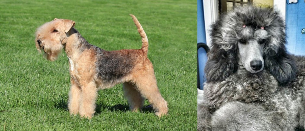 Standard Poodle vs Lakeland Terrier - Breed Comparison
