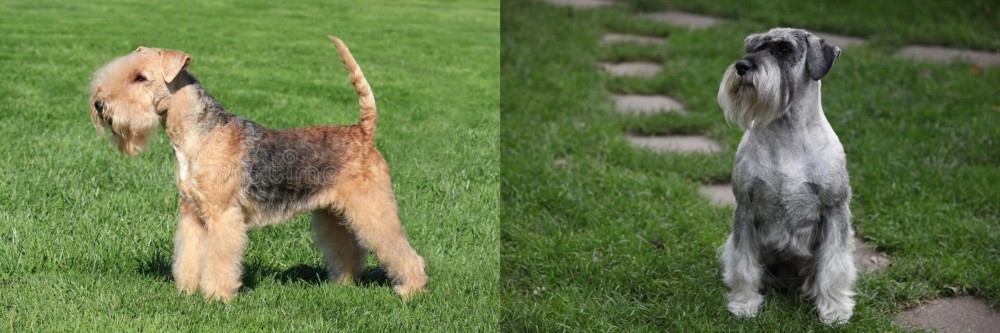 Standard Schnauzer vs Lakeland Terrier - Breed Comparison