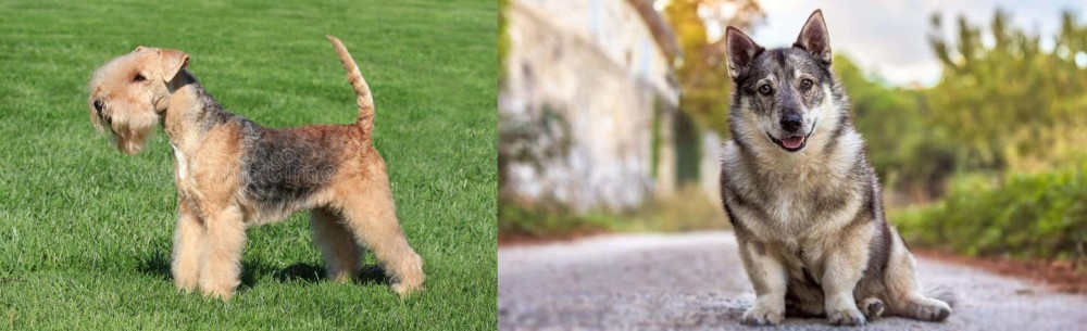 Swedish Vallhund vs Lakeland Terrier - Breed Comparison