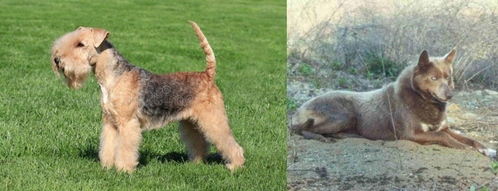 Tahltan Bear Dog vs Lakeland Terrier - Breed Comparison